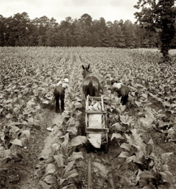 Old Tobacco Priming