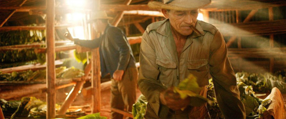 Men Inspecting Tobacco