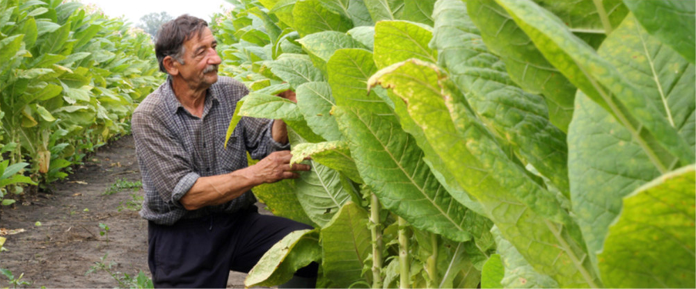 Farming Inspecting Green Tobacco In Field